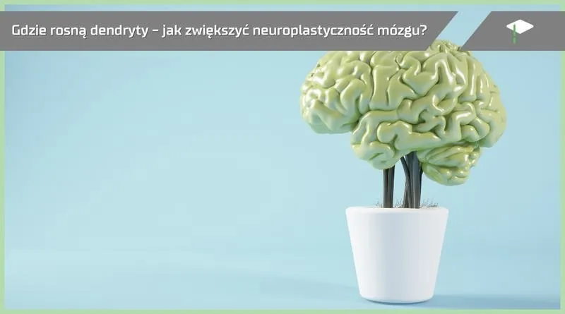 Jak nauka języka zmienia nasz mózg i wspiera funkcje poznawcze