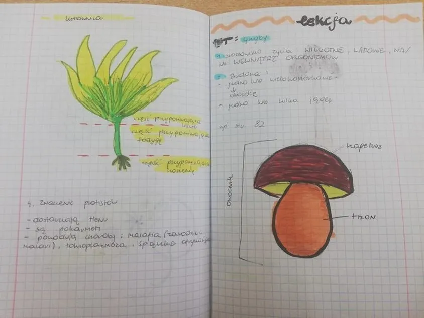 Zeszyt do biologii w kratkę czy w linie – odkryj, co lepiej wspiera naukę