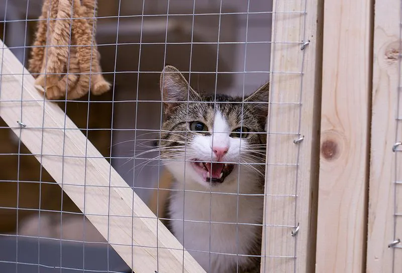 Interaktywne zabawki dla dzieci