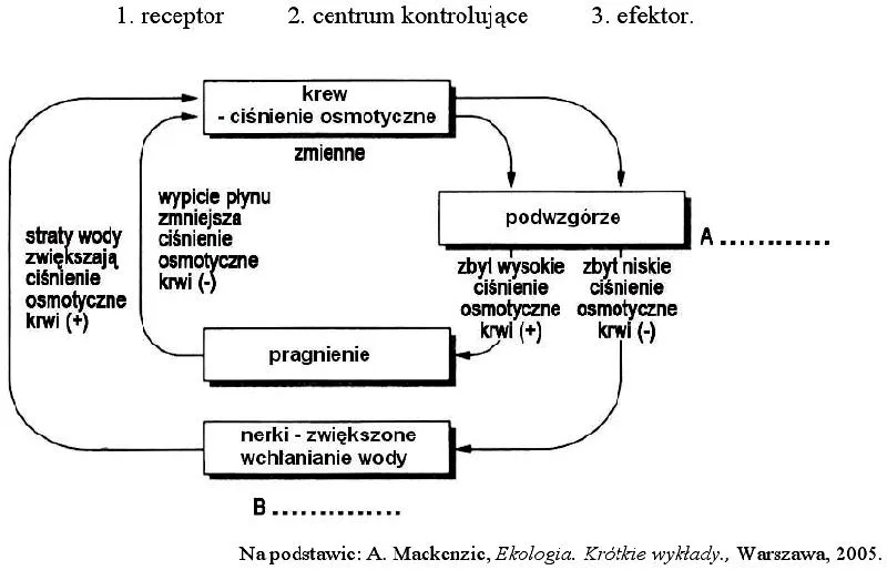 Przepisy maturalne